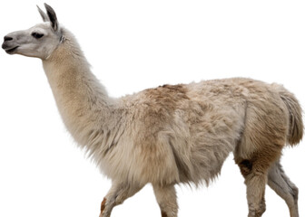 Naklejka premium Llama isolated on a transparent background.