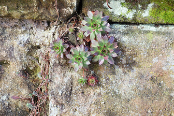 Hauswurz, Sukkulenten, Rosette, 