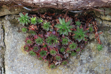 Hauswurz, Rosette, Sukkulenten, 