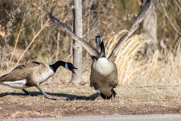 Geese squabbling