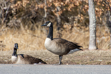 Geese relaxing