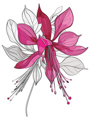 elegant illustration of gibbon flowers line art