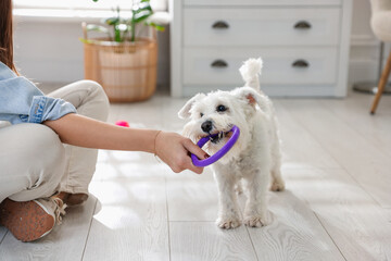 Cute dog playing with owner and toy at home, closeup. Adorable pet