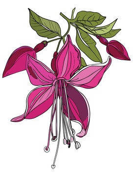 pink fuchsia flower blossom on white clip art preview