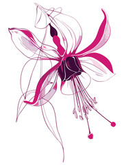 elegant illustration of gibbon flowers line art