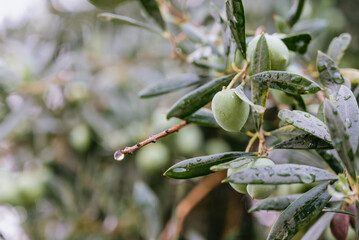 Green olives on olive tree 