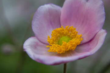 close up of a purple anemone flower
