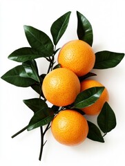 oranges with green leaves on the branch, white background