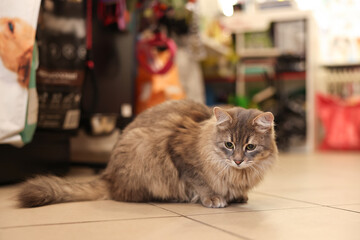 Cat with beautiful gray fur in pet shop