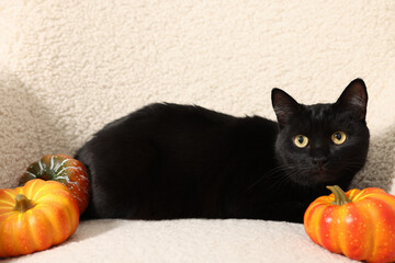 Cute black cat lying on white armchair near pumpkins. Adorable pet