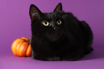 Cute black cat and pumpkin on purple background. Adorable pet