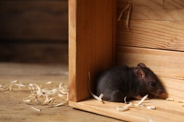 Grey rat in wooden crate on table, space for text. Pest control