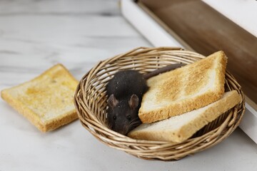 Grey rat and toasts in wicker basket near bread box on white marble table. Pest control