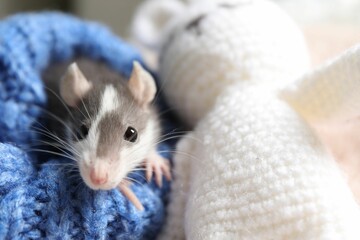 Adorable little rat in blue sweater and crocheted bunny, closeup