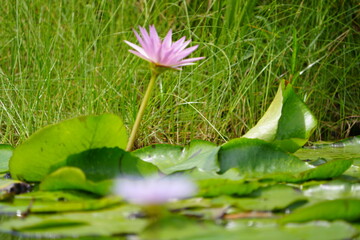 lotus flower in the mabamba swamp uganda lake victoria, wallpaper idyllic