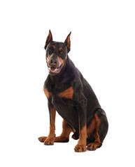 Adorable Doberman sitting on white background. Domestic pet
