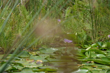 landscpae of the mabamba swamp near Entebbe Uganda
