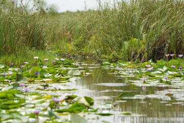 landscpae of the mabamba swamp near Entebbe Uganda