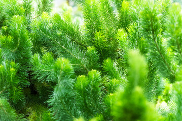 Green, fresh plants in the real tropical garden, natural background.