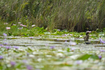 landscape of the mabamba swamp near Entebbe Uganda