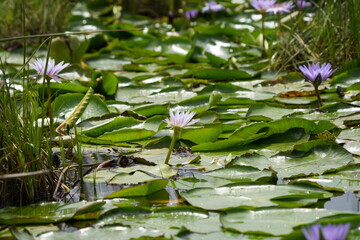water lily in the mabamba swamp uganda lake victoria