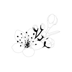 line art sakura flower