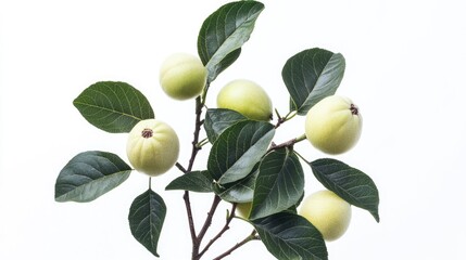 Fototapeta premium Fresh Green Fruits on Branch with Leaves Isolated on White Background