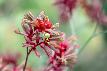 Anigozanthos is a genus of plant found naturally in the Southwestern Australia biogeographic region, commonly known as kangaroo paw or catspaw.