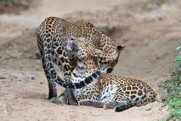 Sri Lankan leopards - Panthera pardus kotiya mother and cub. Photo from Wilpattu National Park in Sri Lanka. Vulnerable species. © PIOTR