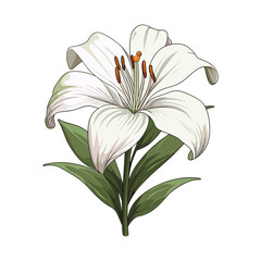 elegant illustration of a floral flower on a white