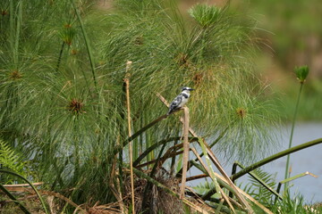 portrait of a black and white kingfisher / kingfishers perched on grass in the mabamba swamp uganda lake victoria