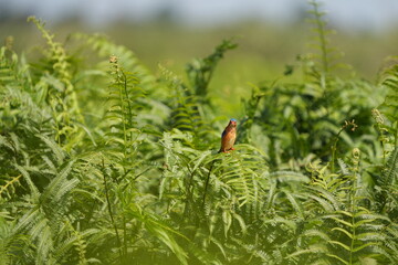 portrait of a kingfisher in the mabamba swamp lake victoria uganda, beautiful wallpaper idyllic background