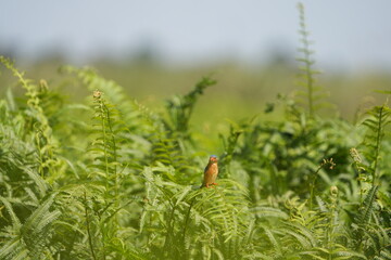 kingfisher in the mabamba swamp (uganda, lake victoria), wallpaper green lush background
