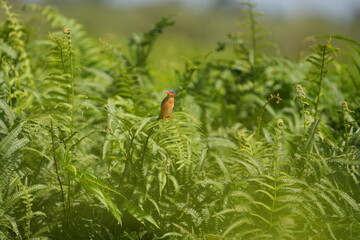 kingfisher in the mabamba swamp (uganda, lake victoria), wallpaper green lush background