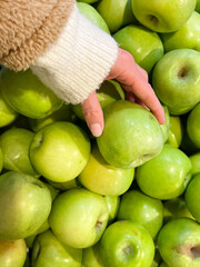 Hand holding  Green Apples Granny Smith 