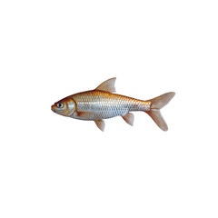 Fototapeta premium Colorful Freshwater Fish Swimming in Clear Water Background