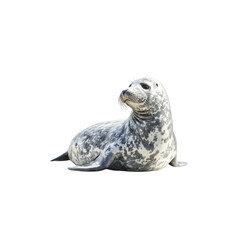 Naklejka premium Curious Harbor Seal Calmly Resting on Rocky Shoreline in Nature