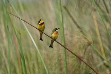 pair of little bee-eater (Merops pusillus) sitting on a small branch in the mabamba swamp in Uganda entebbe, portrait of little bee eaters, pair of birds