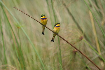 pair of little bee-eater (Merops pusillus) sitting on a small branch in the mabamba swamp in Uganda entebbe, portrait of little bee eaters, pair of birds