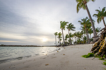 Romantic Caribbean sandy beach with palm trees, turquoise sea. Morning landscape shot at sunrise at...