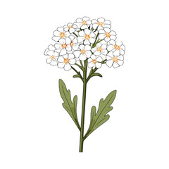 elegant illustration of a floral flower on a white