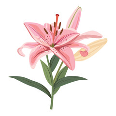 lily isolated on white background