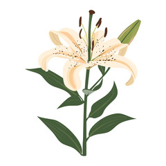 lily isolated on white background