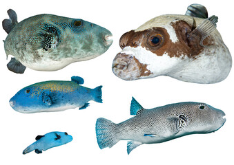 Pufferfish Species Collection Set – Isolated PNG with Transparent Background