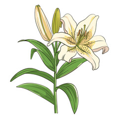 lily isolated on white background