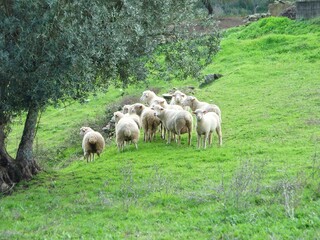 Obraz premium Rebanho de ovelhas na natureza