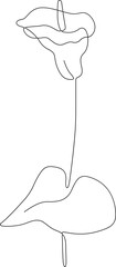 calla lily line art flower logo one line