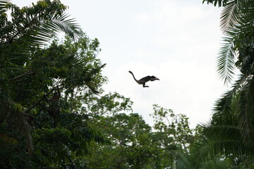 portrait of red colobus monkeys jumping among the trees in the nyabubale swamp in uganda