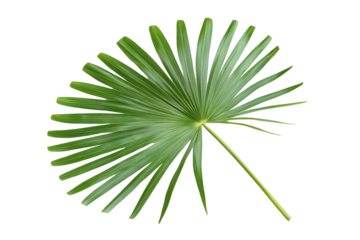 Green leaf of palm tree isolated on transparent or white background, png 