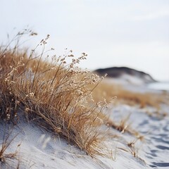 Beach Grass: Texture and Tone on a Sandy Dune, Calm and Serene View